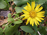 Grindelia nana