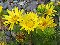 Idaho Gumweed