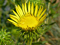 Grindelia squarrosa