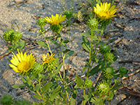 Buds and flowers