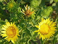 Curly Cup Gumweed