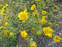 Flowers, leaves and stalks