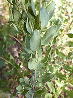 Mid-stem leaves