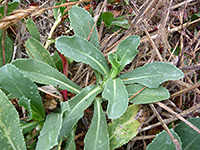Leaves of young plants