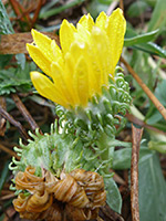 Oregon Gumweed