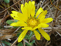 Yellow ray florets