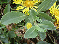 Toothed leaves