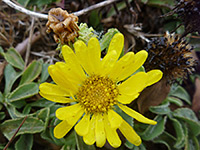 Withered flowers