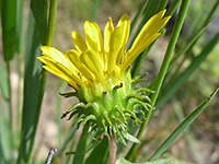 Grindelia subalpina