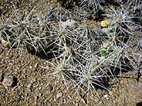 Big Bend prickly pear