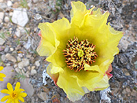 Yellow flower