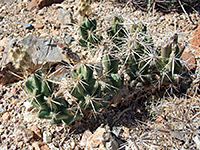 Devil cholla