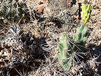 Green stems of devil cholla