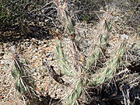 Spiny cluster of grusonia kunzei