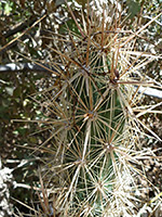 Spiny stem