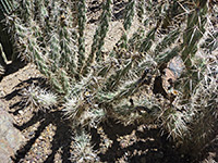 Upright Kunze's club-cholla stems