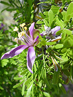 Flower and leaves