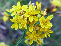 Gutierrezia sarothrae