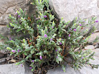 Hebecarpa macradenia