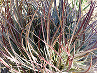 Leaves of Texas false agave