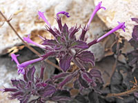 Hedeoma costata