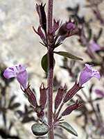 Purple calyces