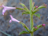 Hedeoma oblongifolia