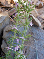 Oblongleaf False Pennyroyal