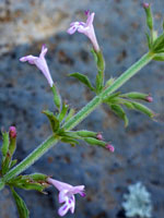 Narrow corollas and calyces