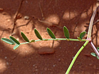 Pinnate leaf