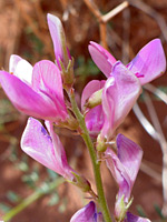 Utah Sweetvetch