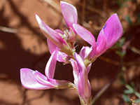 Pink flowers