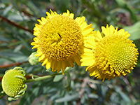 Helenium autumnale