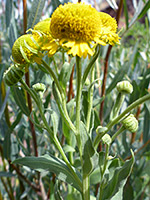 Leaves and flowerheads