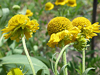 Common Sneezeweed