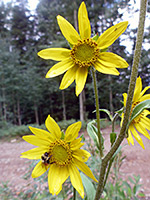 Parry's Dwarf-Sunflower