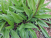 Basal leaves