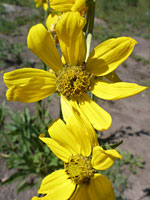 Helianthella quinquenervis