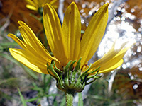 Helianthus nuttallii