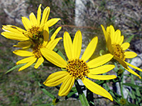 Nuttall's Sunflower