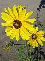 Helianthus petiolaris