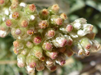 Jersey Cudweed