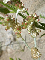 Clustered flowerheads