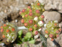 Developing flowerheads