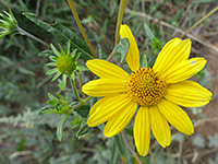 Flowers and buds