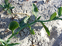 Salt Heliotrope