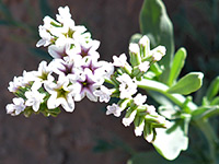 Developing flowers