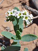 Leaves and flowers