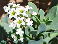 White flowers