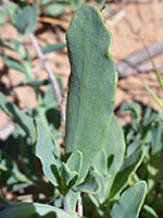 Hairless leaves